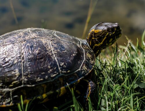 Isla Tortuga, Costa Rica – Paradise Awaits Beneath and Beyond the Waves