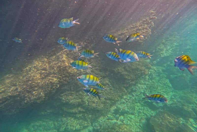 Snorkel Tour / Sunset Tour at Playa Fantasia from Jaco Costa Rica - Subwing Costa Rica