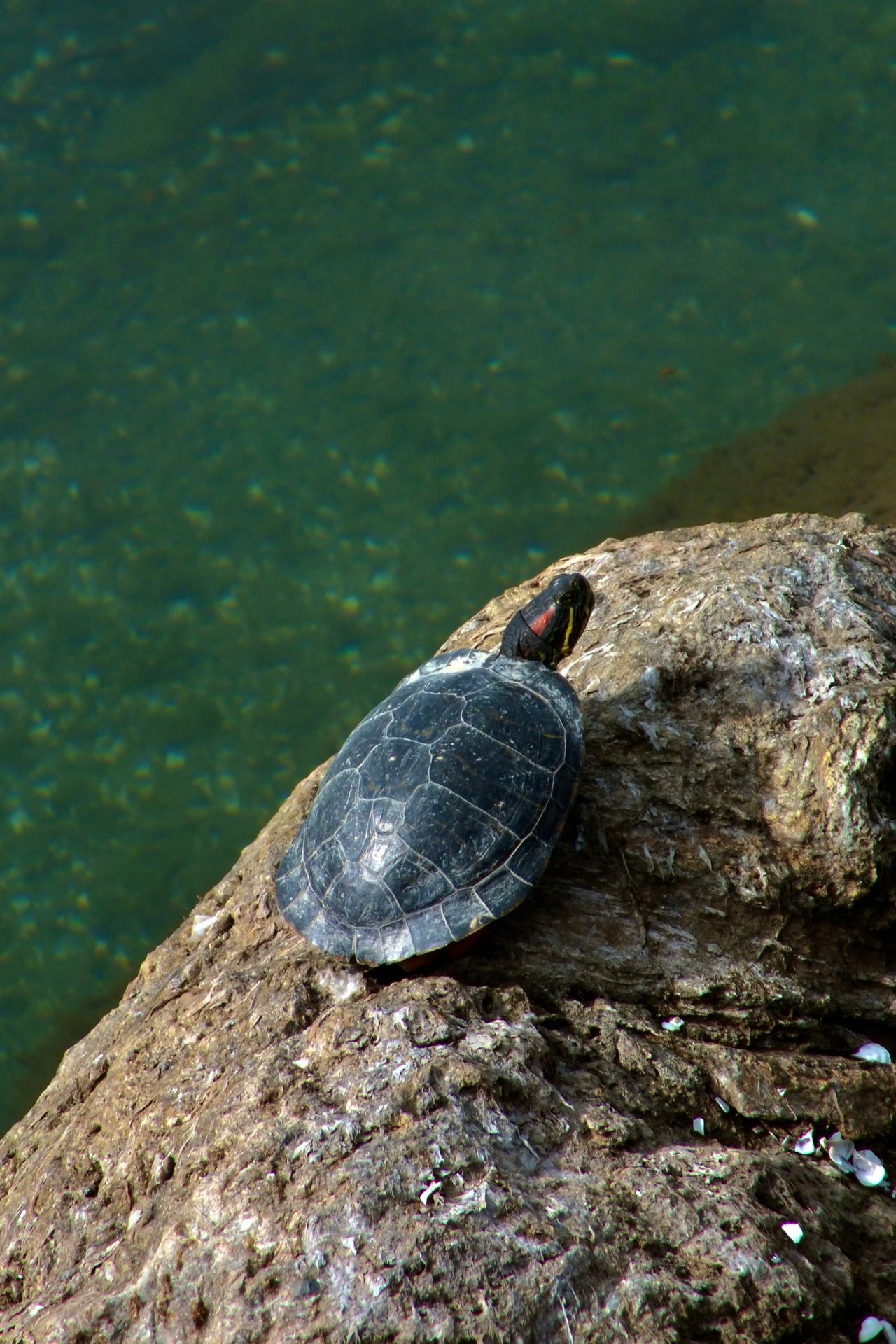 turtle - tour to Isla Tortuga